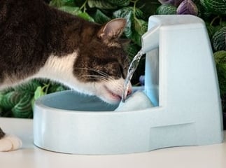 Fontaine à eau pour chats